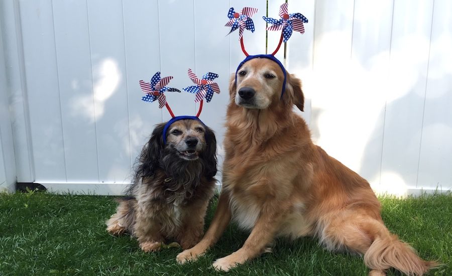 Two dogs who love the 4th of July fireworks!