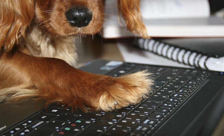Dog in the office and at the keyboard.