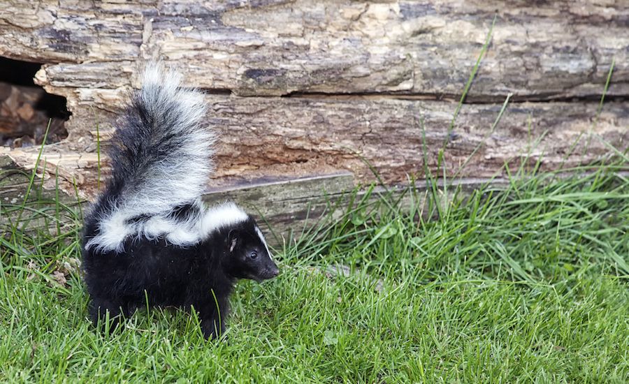 Trust God to alert you to the skunks in life.