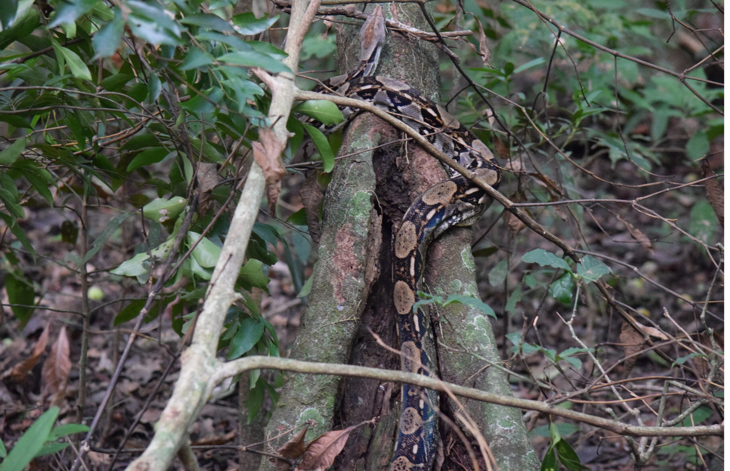 boa constrictor, Guanacaste, Costa Rica