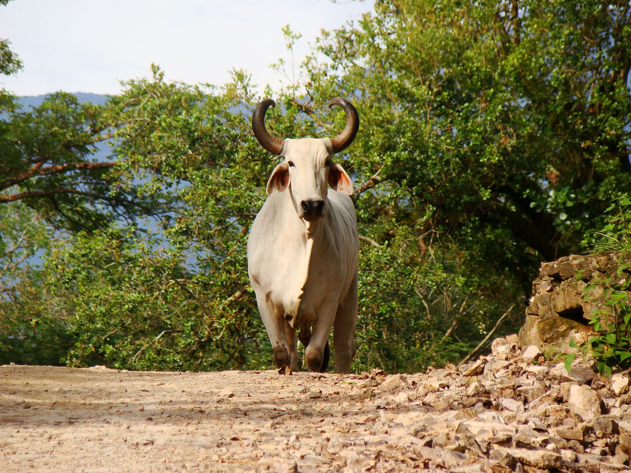 A beautiful white bull majestically strolls through Hacienda Guachipelin