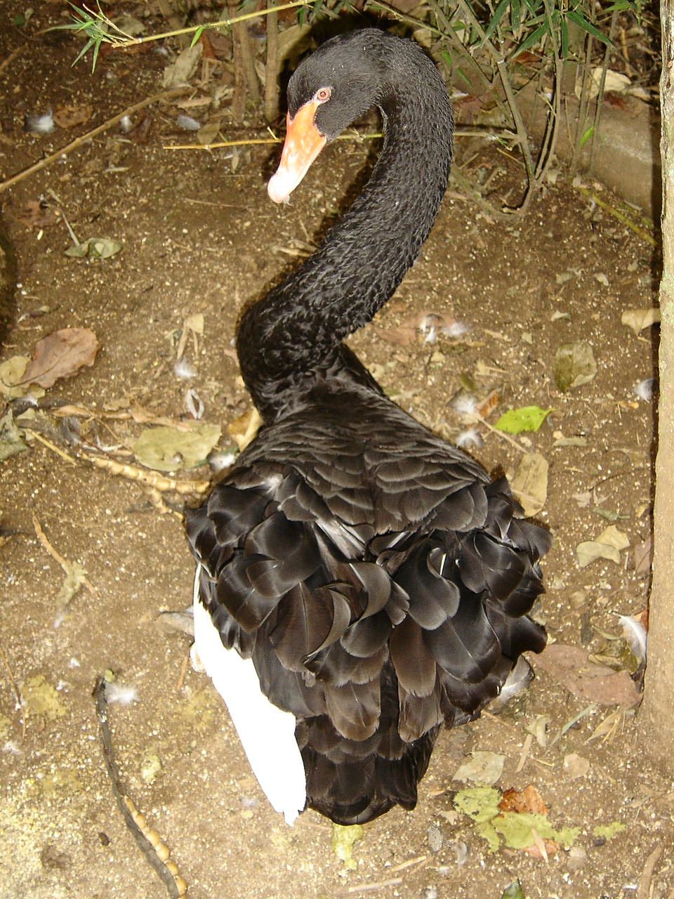 Black swan in Costa Rica