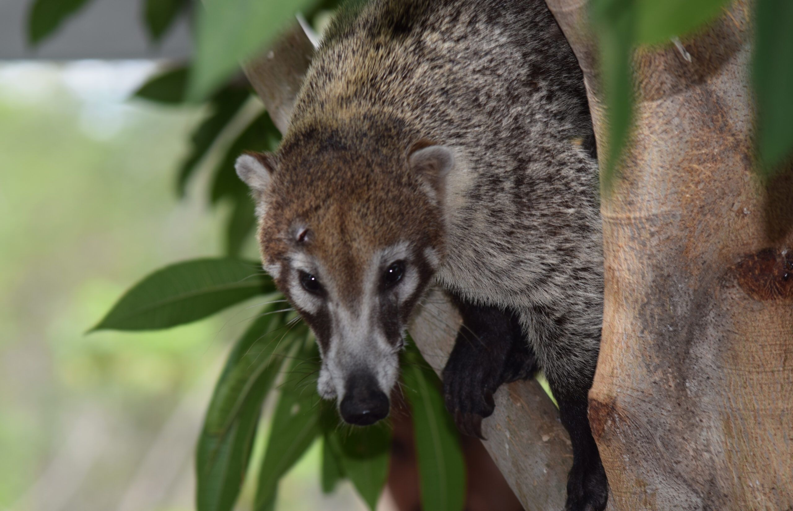 Coati sitting in a tree on the Papagayo Peninsula at the Andaz Resort in Guanacaste, Costa Rica
