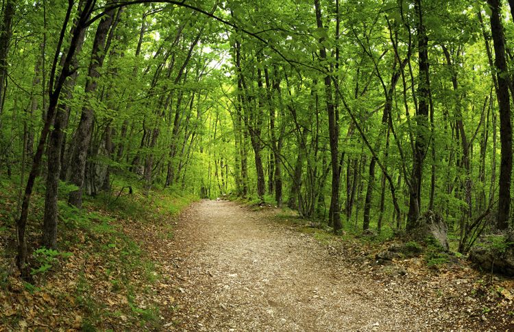 A scenic and inspiring hiking trail through verdant green woods