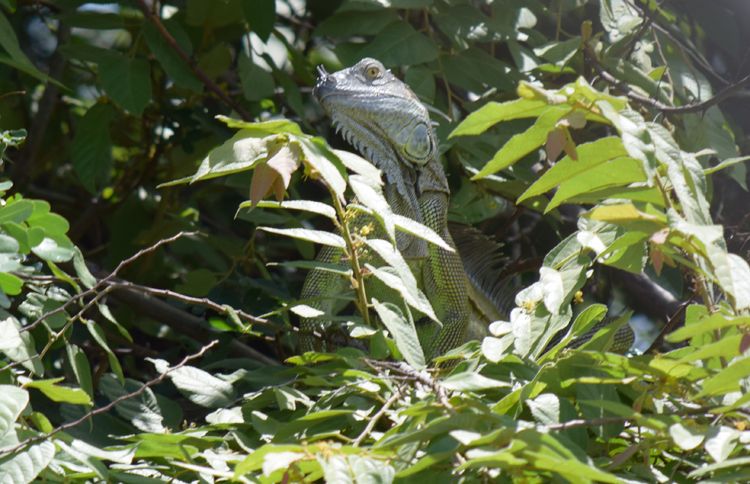Green Iguana camouflages on a tree near the Rio Tempisque in Nicoya, Guanacaste, Costa Rica