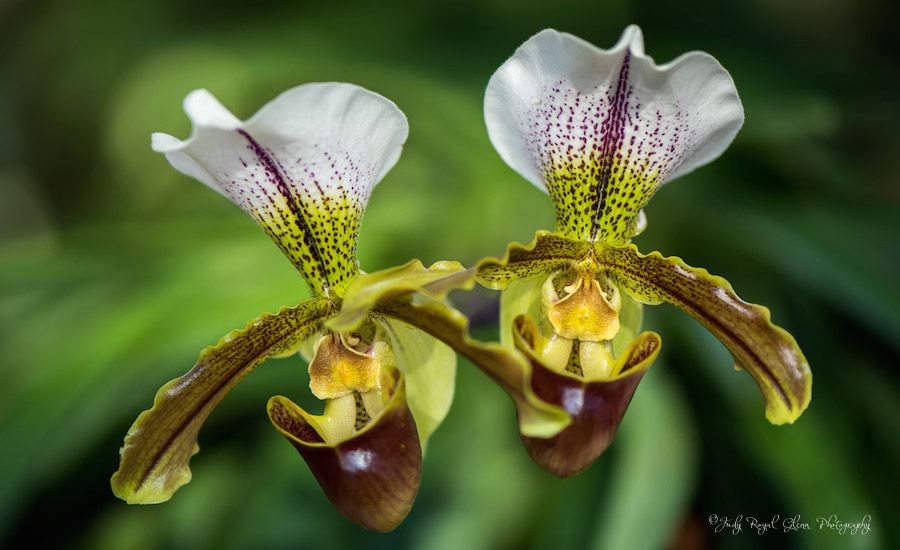 Lady slipper orchids, Doing the Lord's Work, Guideposts
