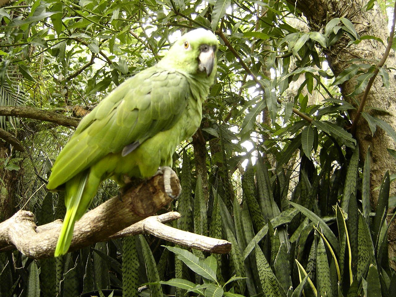 Green parott in Guanacaste, Costa Rica