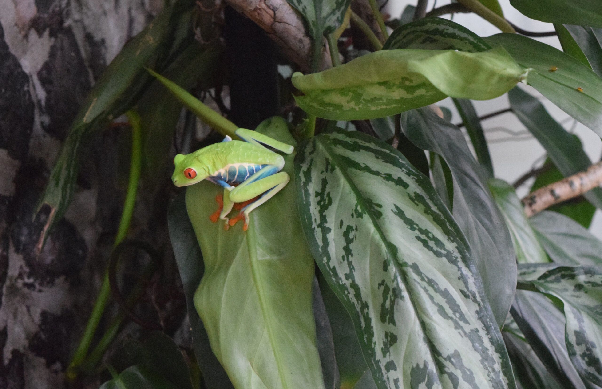 red eyed frog at Guachepelin Hacienda in Corillo, Guanacaste, Costa Rica