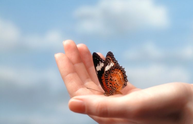Butterly lands on a praying woman's hand