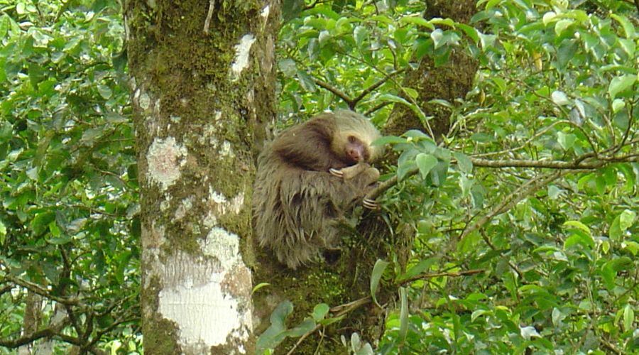 Sloth sitting in a tree in Guanacaste, Costa Rica