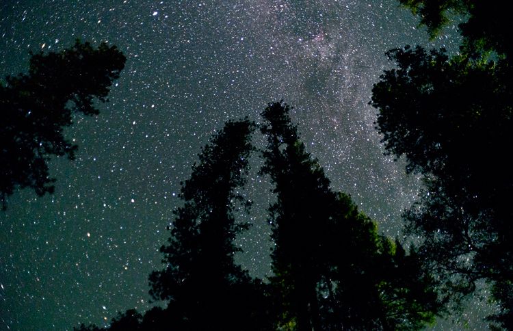 An inspiring view up through the trees at a star-filled night sky