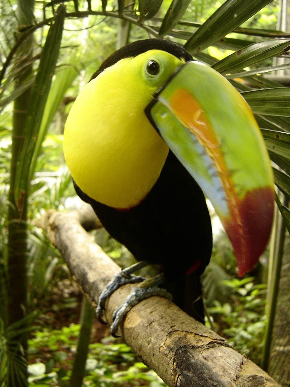 Tucan in Costa Rica