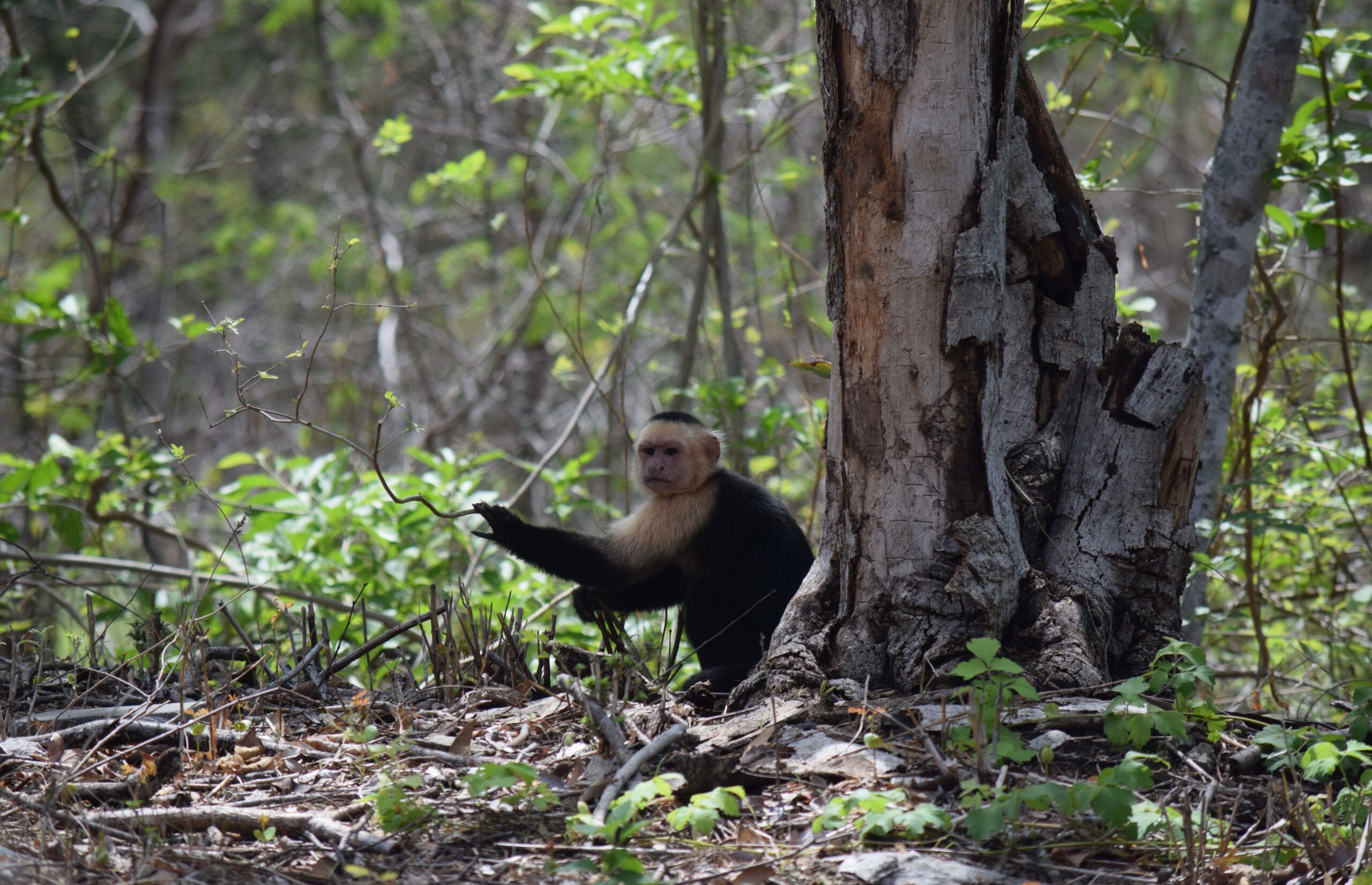 white-headed capuchin, Guanacaste, Costa Rica