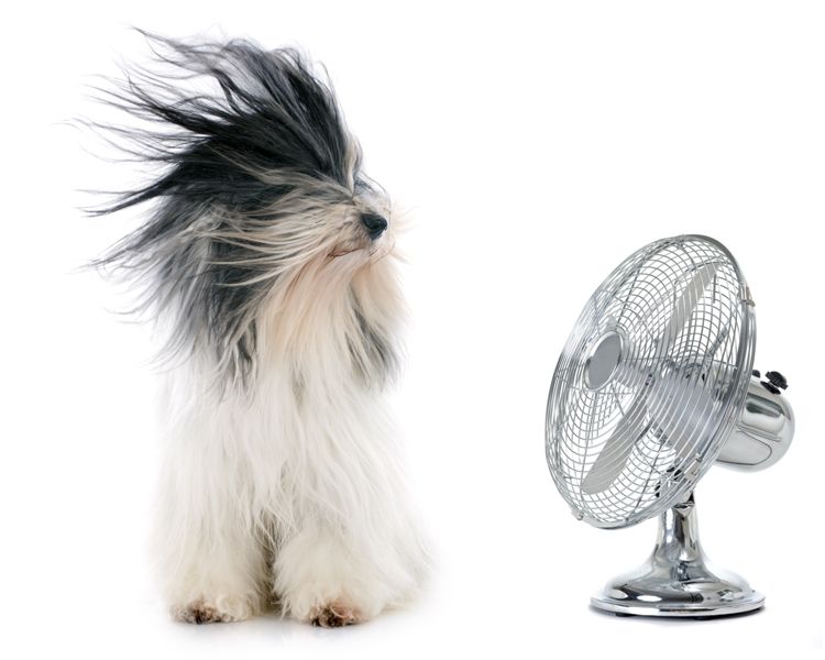 a long-haired dog sits in front of a fan