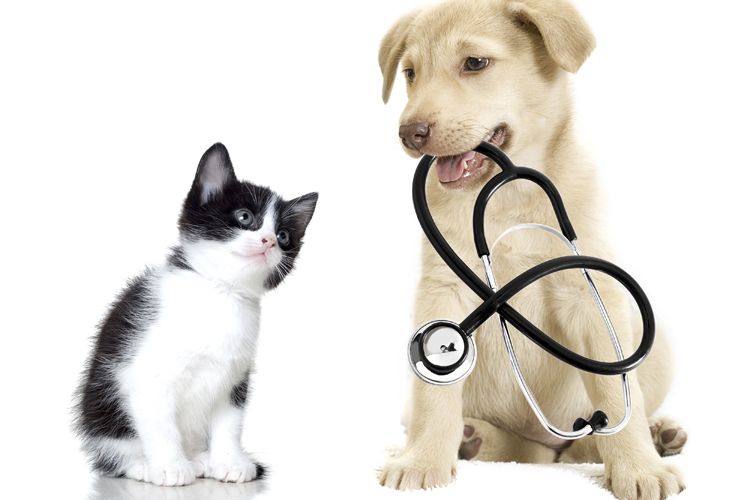 dog and a cat with a stethoscope