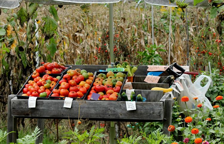 Locally grown tomatoes and squash are the featured wares at this roadside produce stand.