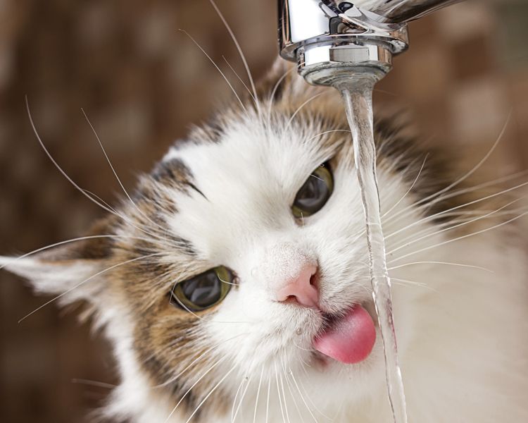 a cat sticks his tongue out under a faucet of water