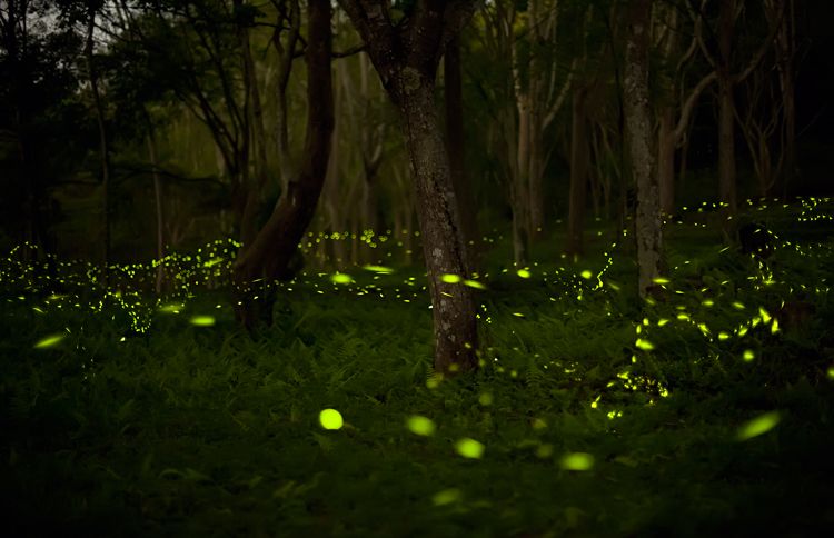 A wooded field filled with fireflies aglow.