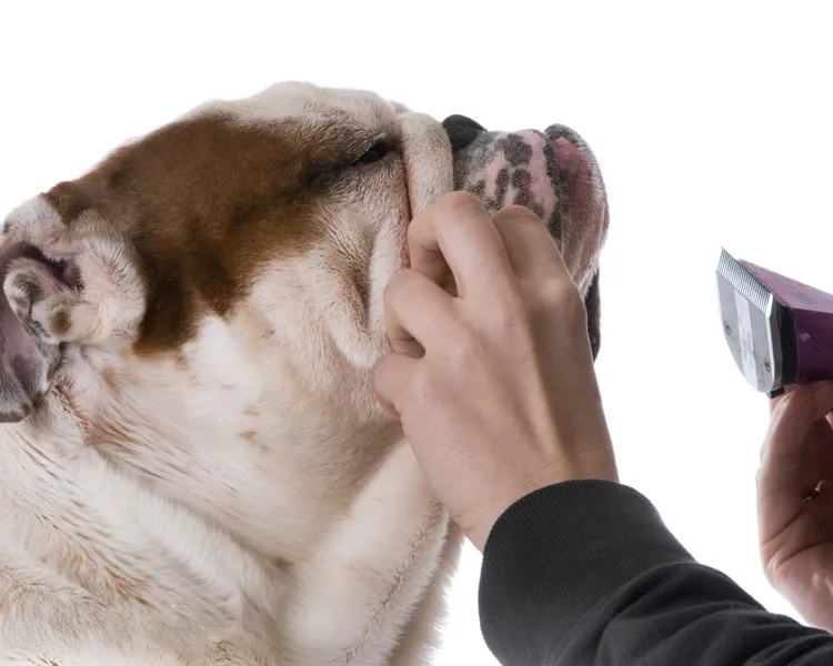 a bulldog getting a trim