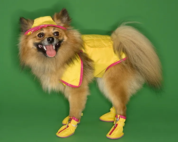 pomeranian in yellow doggy booties