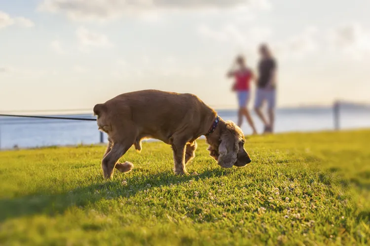 dog on the grass