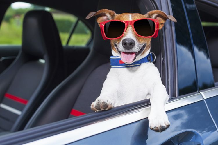 a dog in sunshades hangs out of the driver's side window