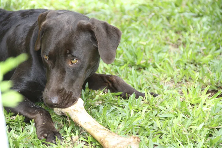 black lab with a bone