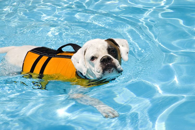 a bulldog wears a life jacket at the pool