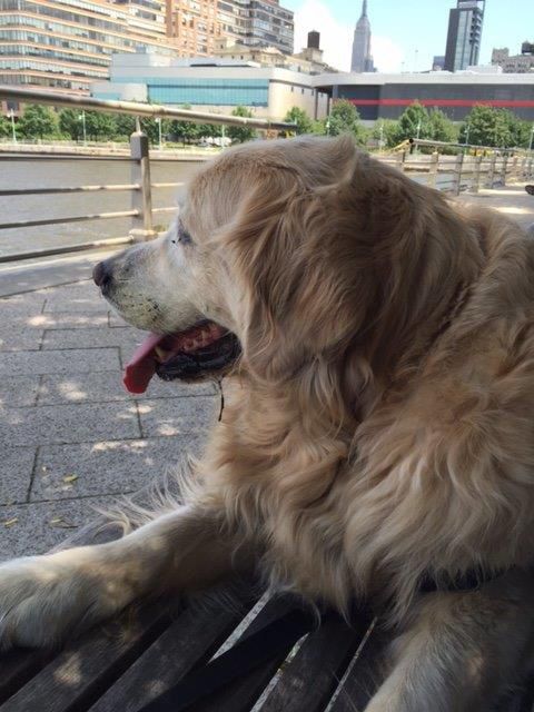 Millie enjoying a breeze off the Hudson from her favorite bench at the Chelsea piers