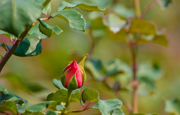 A budding rose is a symbol to let go and let God.