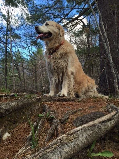 Up in the country enjoying the view on the Appalachian Trail near Monterey, Mass.