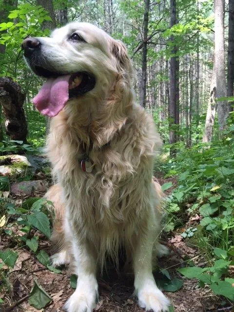 Millie ready to take Indian Mountain Trail.