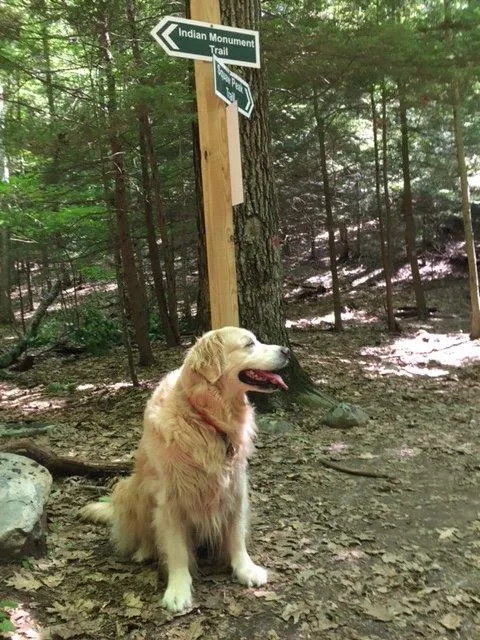 Millie deciding how to climb Monument Mountain in Great Barrington.