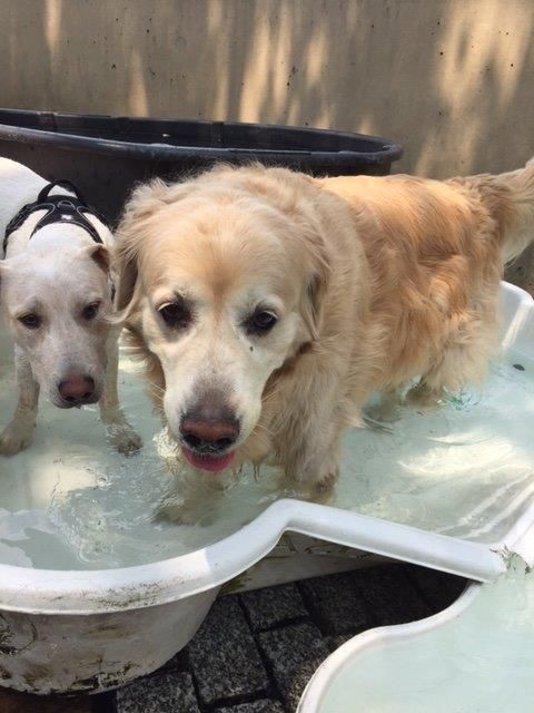 Millie enjoying a dip in the dog run pool with an old pal.