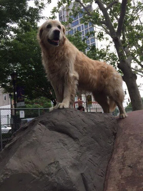 Millie, Queen of the Westside Dog Run.