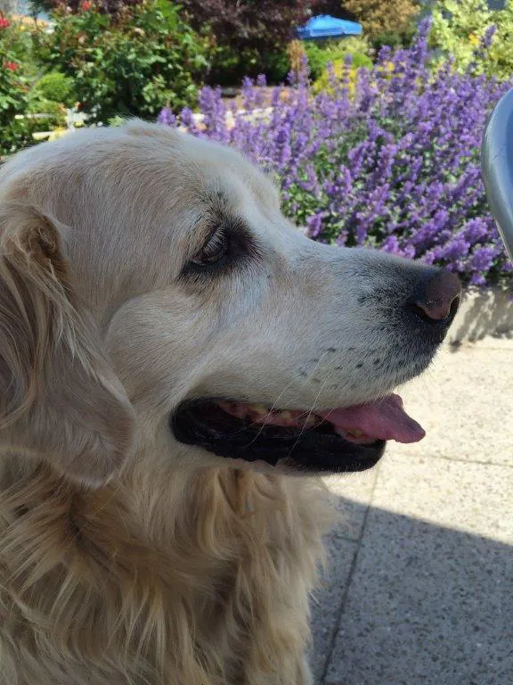 Millie enjoying a Sunday afternoon at Chelsea Riverside Park in Manhattan....