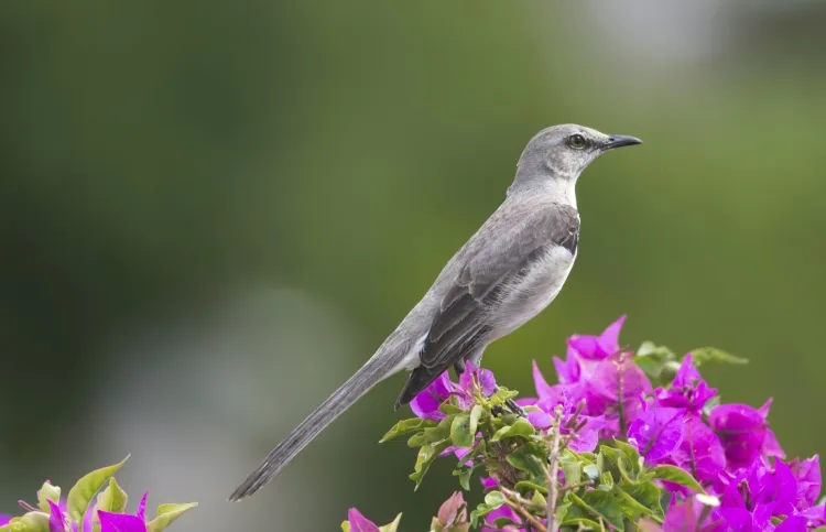 A mockingbird from heaven