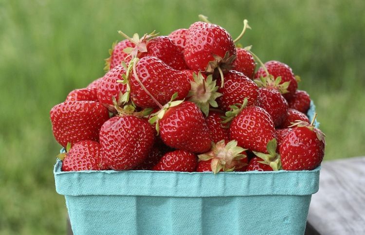 A bucket of strawberries gives a spiritual lesson in giving.
