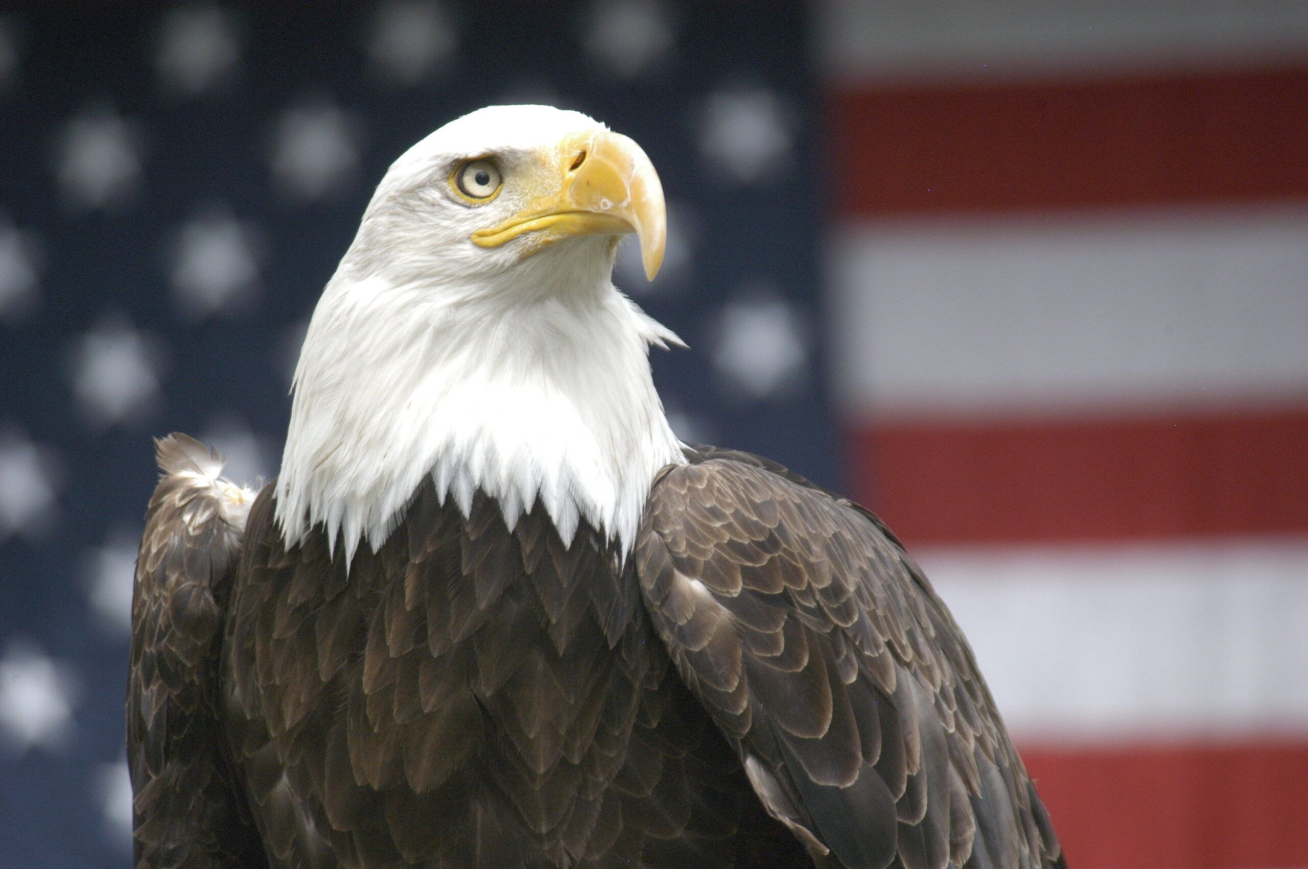 Bald Eagle with an American flag