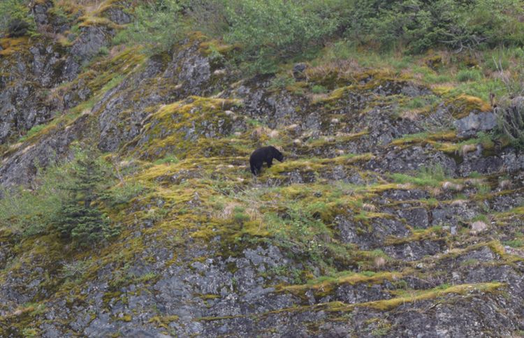 Black bear climbing a rocky cliff at Kenai Fjords Glacier Lodge in Alaska