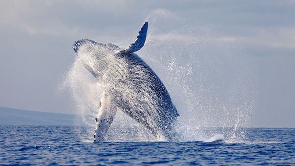 The divine beauty of whales.