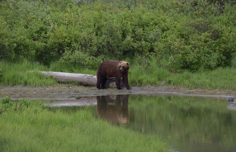 Brown bear drinking at a lake in Alaska Wildlife Conservation Center