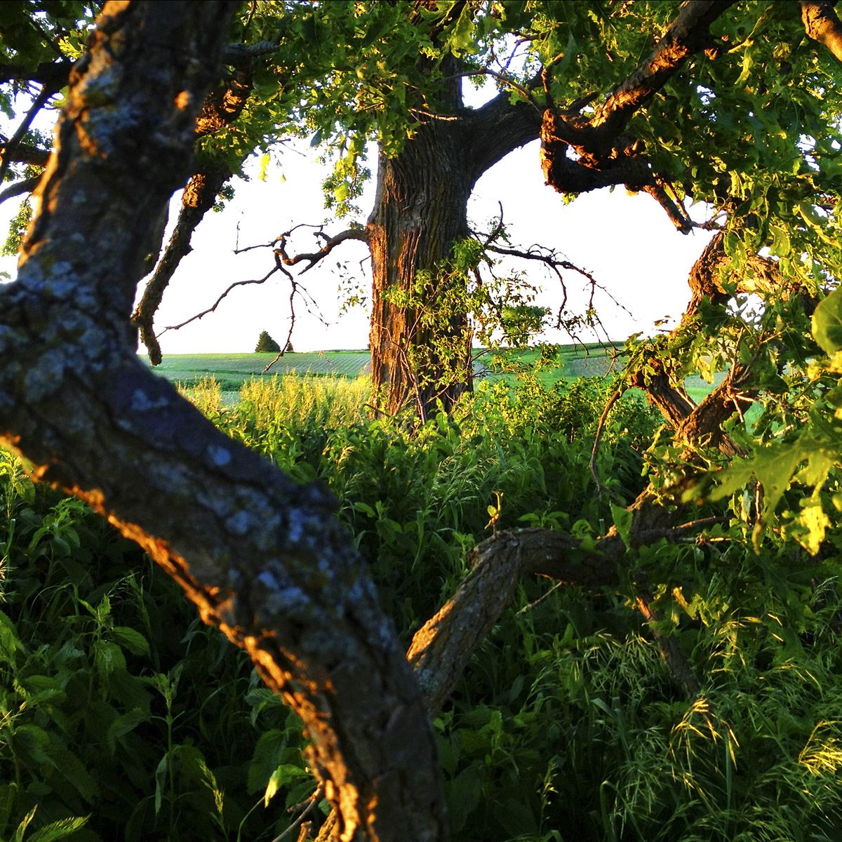 Guideposts: The gnarly limbs of That Tree frame its trunk in the shape of a natural heart.