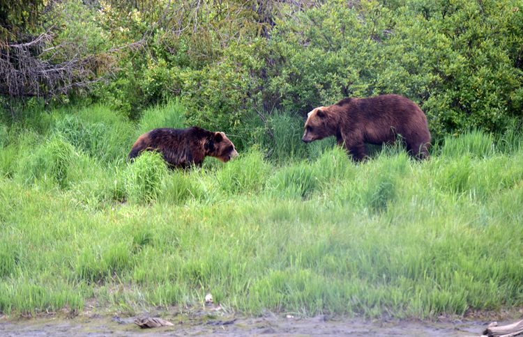 Mom and baby brown bear in Alaska