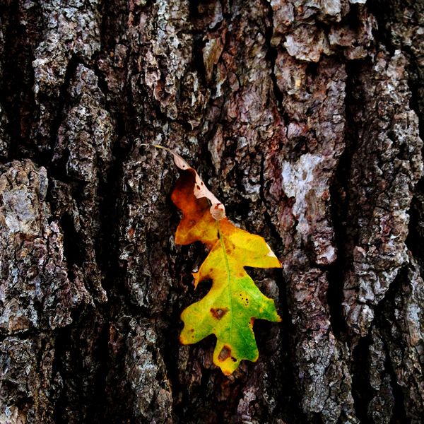 Guideposts: Glowing in its fall colors, a fallen leaf hangs suspended agains the textured bark of That Tree.