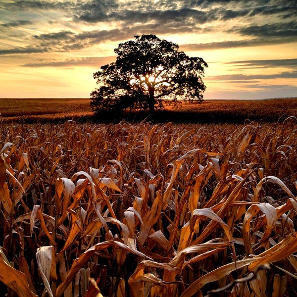 Guideposts: One last sunset photo before the harvest,  with corn still standing in the field