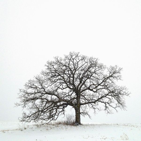 Guideposts: Mark Hirsch's oak tree, shrouded in snow