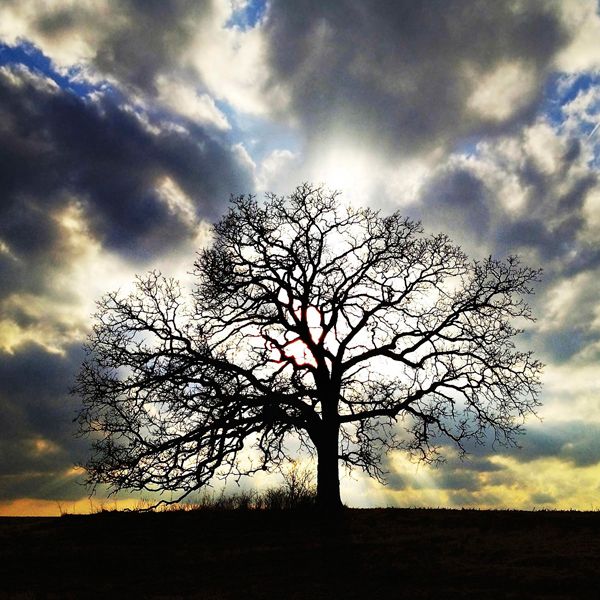 Guideposts: The old Bur Oak is silhouetted by the setting sun