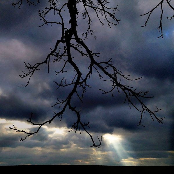 Guideposts: Like black lightning, branches from that tree frame a beam of sunlight breaking through an ominous sky