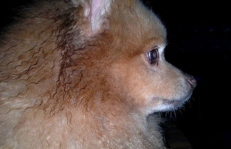 Guideposts: Renee G.'s Pomeranian, Stanley, saved Renee and her husband's life one night.